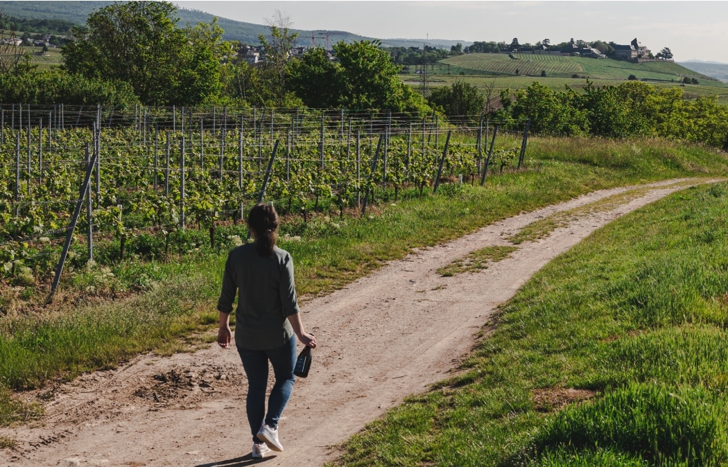 rebbluten wanderung veranstaltung juni