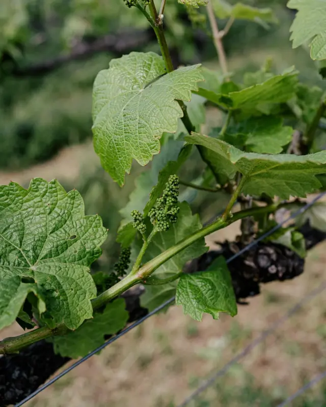 Noch einige Tage wird es dauern, dann ist der verführerische und zarte Duft der Rebblüte in der Luft. Ein feiner Duft für ganz feine Nasen. Ein unbeschreibliches Erlebnis, wenn man erstmalig dieses Aroma selbst wahrnimmt. Wünscht uns Glück und vor allem gutes Wetter in dieser bevorstehenden Zeit, entscheidende Weichen des Jahrgangs werden in den kommenden drei Wochen gestellt. 🌱😊🍇
#rebblüte #weinberge #vineyards #reben #vines #viticulture #schlossvaux #vaux #rheingau #tradition #sekt #sektmacher #sparkling #sektrevolution #wine #winelover #sommelier #instawine #winestagram
