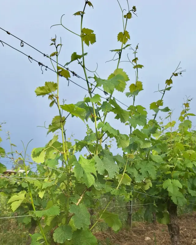 Es wächst und gedeiht! 🌱
Unsere Reben legen richtig los – junge Triebe und frisches Grün überall. Die Rebblüte steht kurz bevor, und wir freuen uns jetzt schon auf das, was kommt. 😊

#weinberge #vineyards #reben #vines #viticulture #schlossvaux #vaux #rheingau #tradition #sekt #sektmacher #sparkling #sektrevolution #wine #winelover #instawine #winestagram