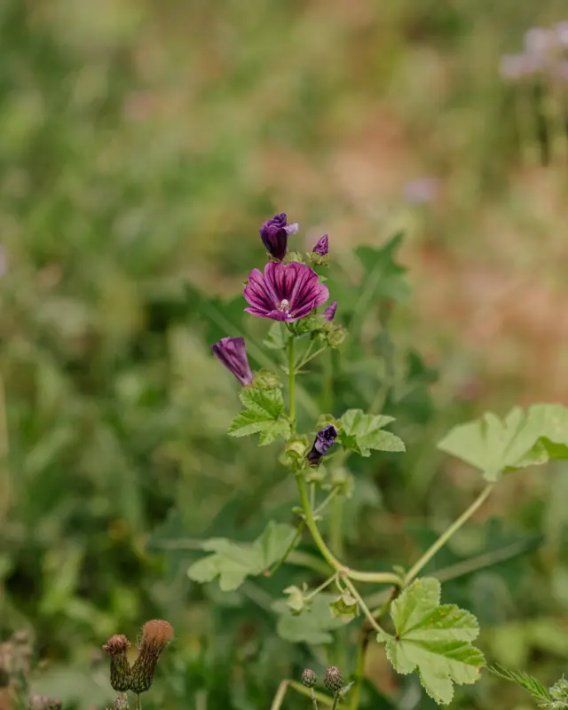 Was blüht denn da? Wer kennt sich aus und kann auf dem winzigen Bild die Blume erkennen? Wir sind sehr gespannt, wer sich in der Pflanzenwelt der Weinberge auskennt. ☺️🌱
Übrigens die Rebblüte steht auch schon in den Startlöchern. Erste Blüten an den Gescheinen sind schon zu finden. 😀
#weinberge #vineyards #reben #vines #viticulture #schlossvaux #vaux #rheingau #tradition #sekt #sektmacher #sparkling #sektrevolution #wine #winelover #instawine #winestagram