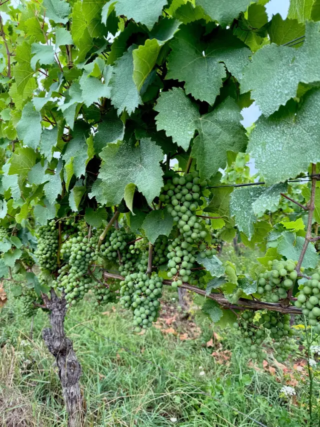 Die Endphase vor der Lese hat begonnen und unsere Trauben zeigen beste Vitalität. Riesling und Chardonnay - let’s go! Wir freuen uns auf euch! ☺️🍇
#weinberge #vineyards #reben #vines #viticulture #grapes #trauben #schlossvaux #vaux #rheingau #tradition #sekt #sektmacher #sparkling #sektrevolution #wine #winelover #sommelier #instawine #winestagram